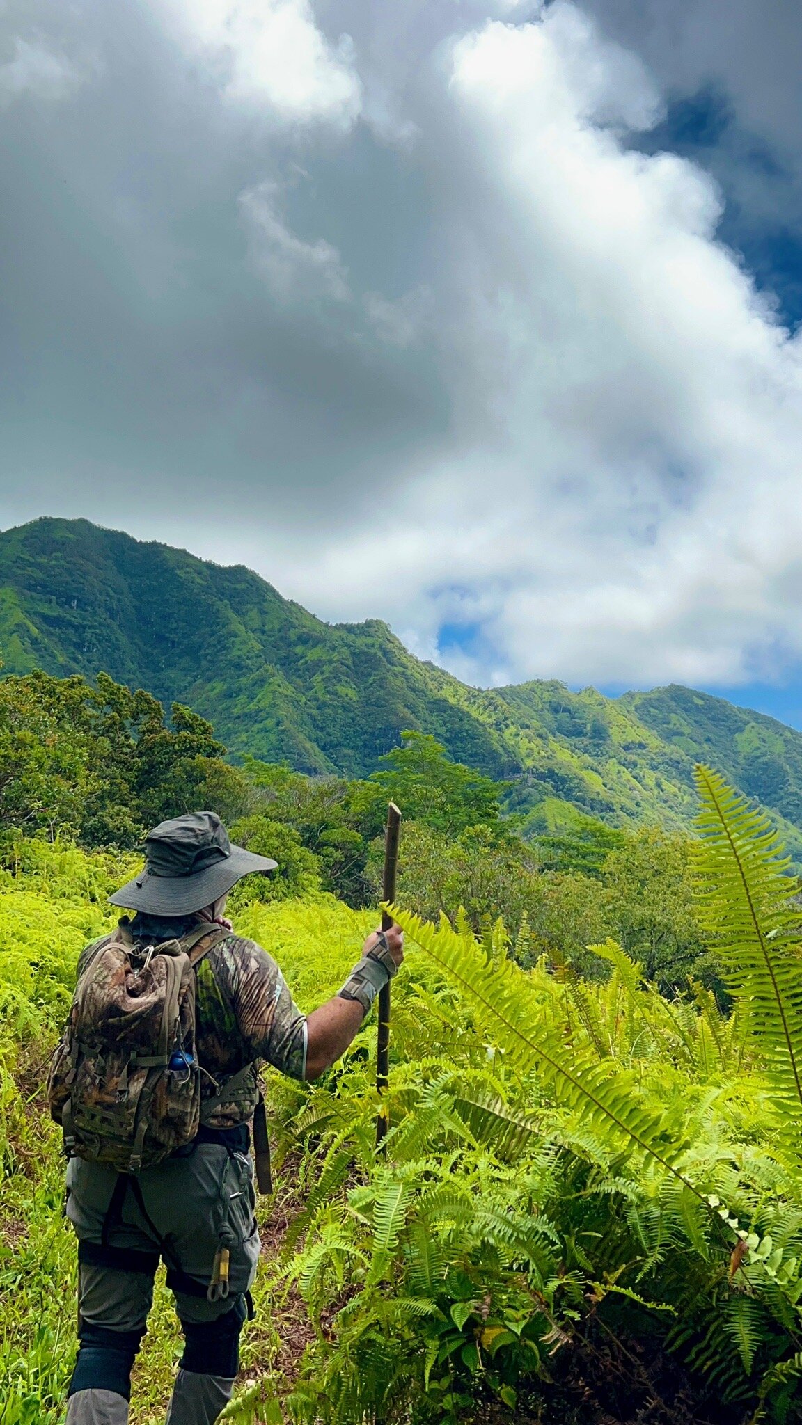 Charlie on the trail toward Kalalea ridge with a walking stick.