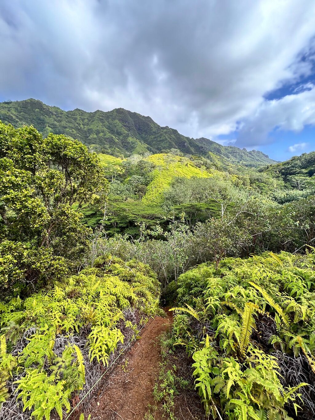 Hikers walking the trail toward Kalalea ridge, ferns in the foreground.